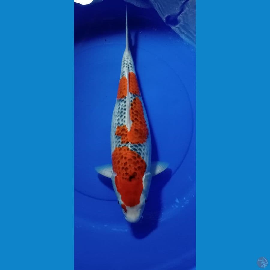 GOSIKI 50 CM ORIGINAL