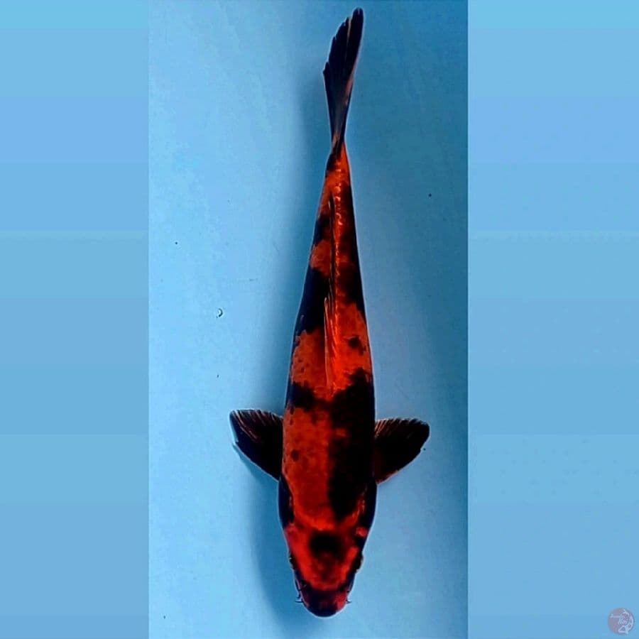 kage utsuri, 24 cm