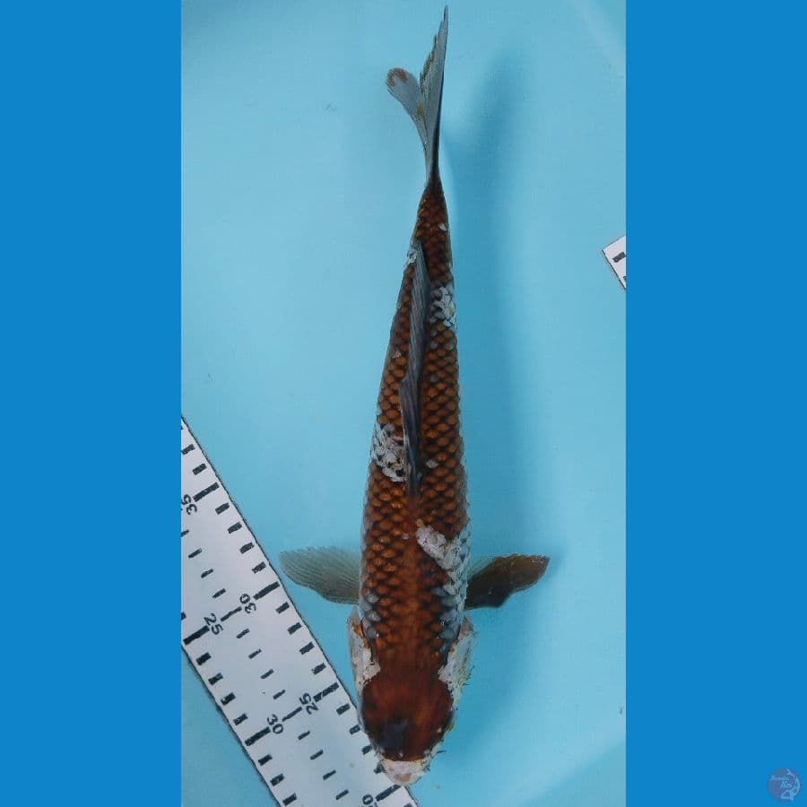 ochiba cut basah 31cm