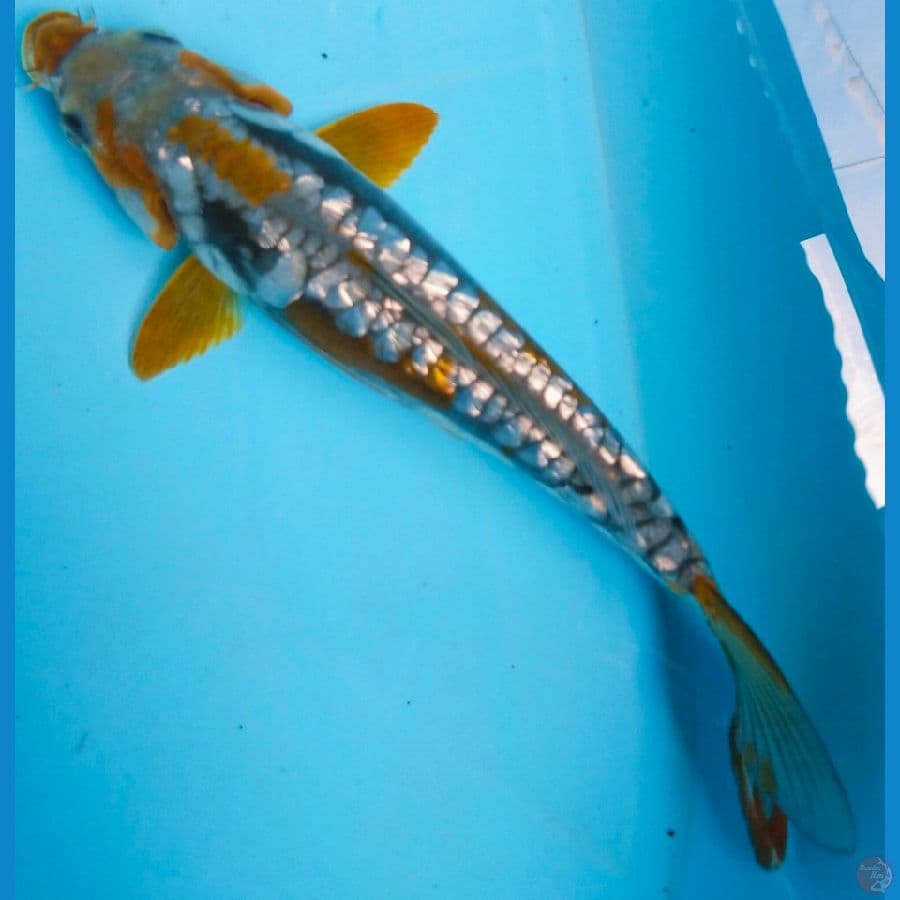 ochiba 25cm