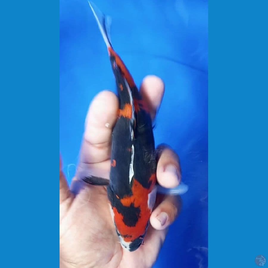 showa doitsu 19cm