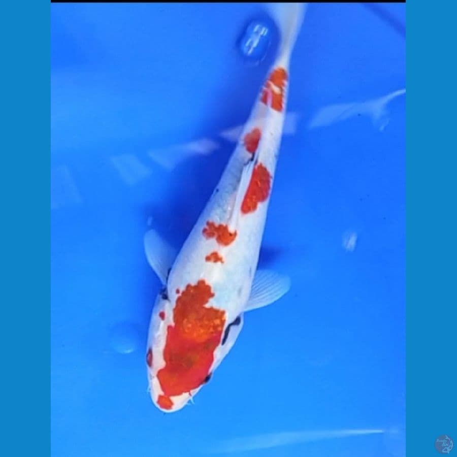 showa tategoi 21cm