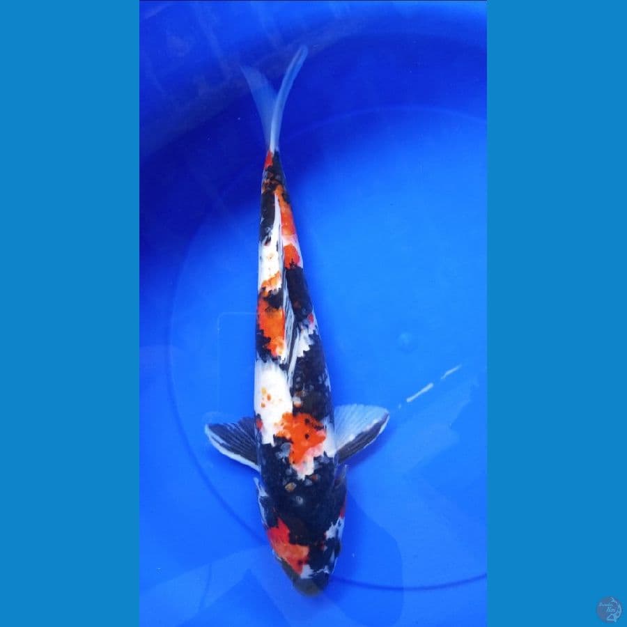 showa setrong 40 cm