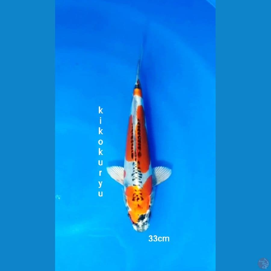kikokuryu sq 33 cm