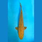 ARAGOKE 38CM