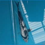kinginrin B SQ size 13 cm