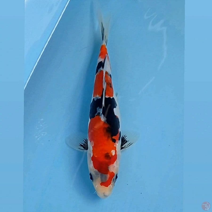 showa doitsu, 25 cm