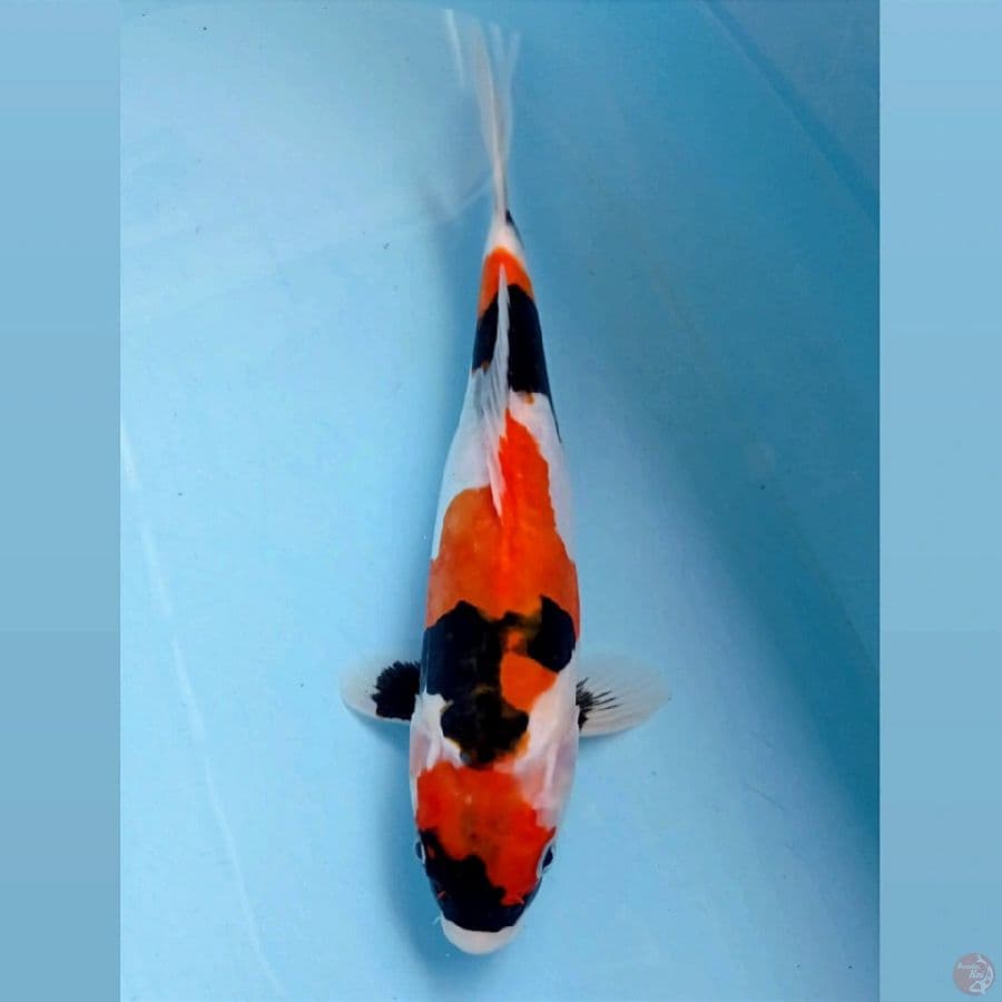 showa doitsu, 28 cm