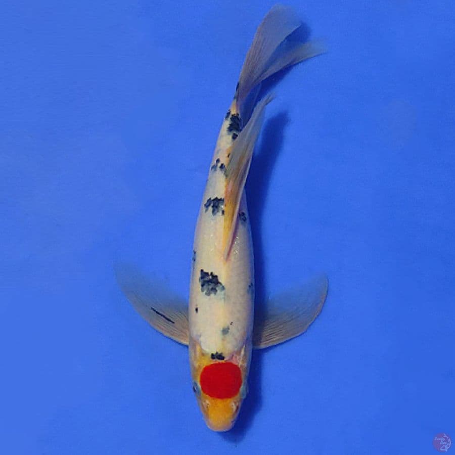 1.TANCHO KUMPAY HOT 29CM MALE