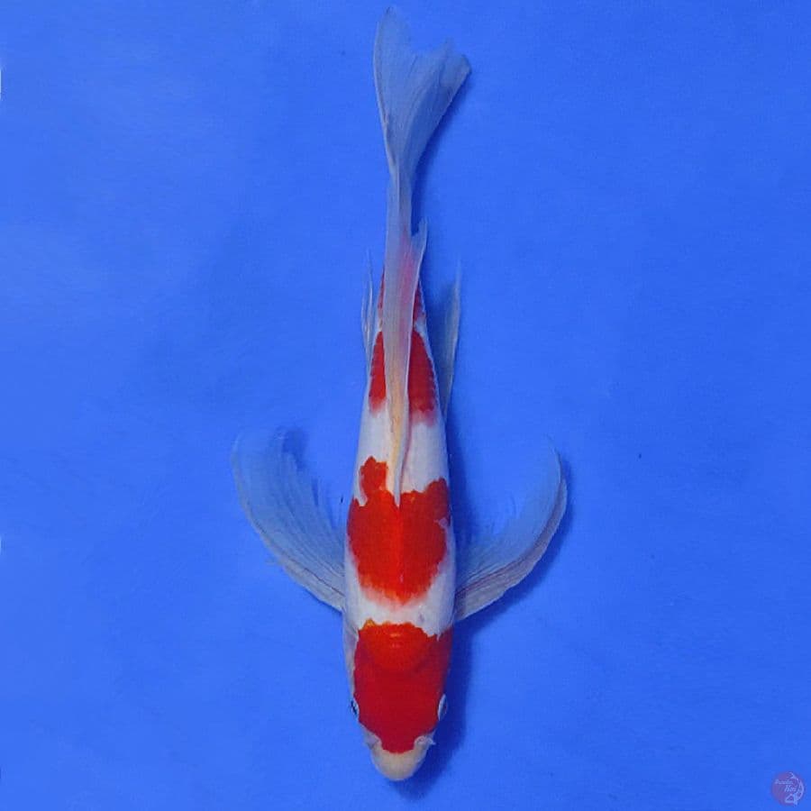 2.KOHAKU KUMPAY 4 STEP 29CM MALE