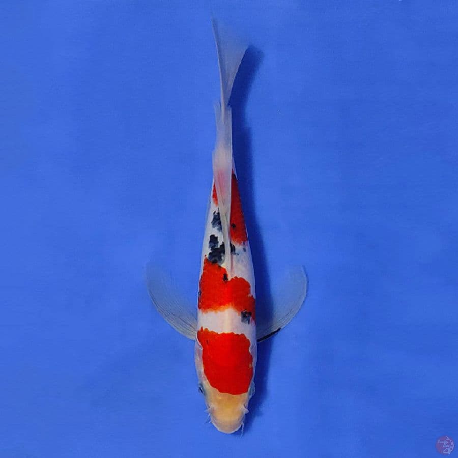 5.SANKE KUMPAY 3 STEP 30CM MALE