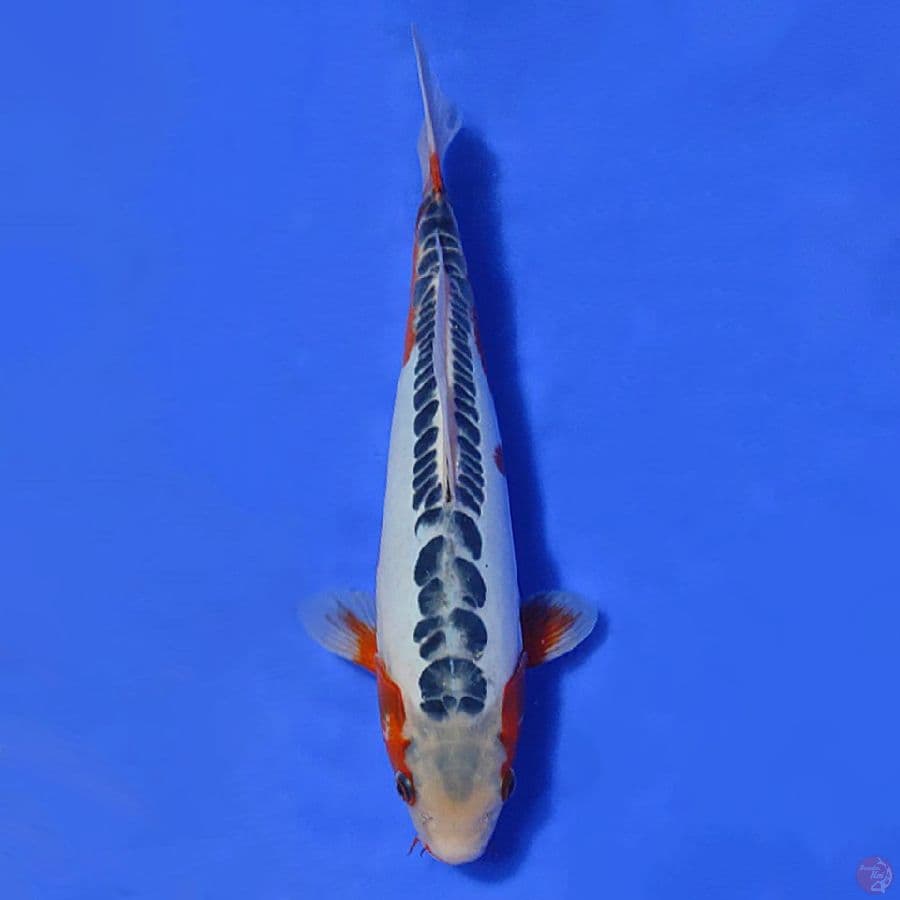 6.SUSHUI RING RAPI KEPALA BERSIH 33CM FEMALE