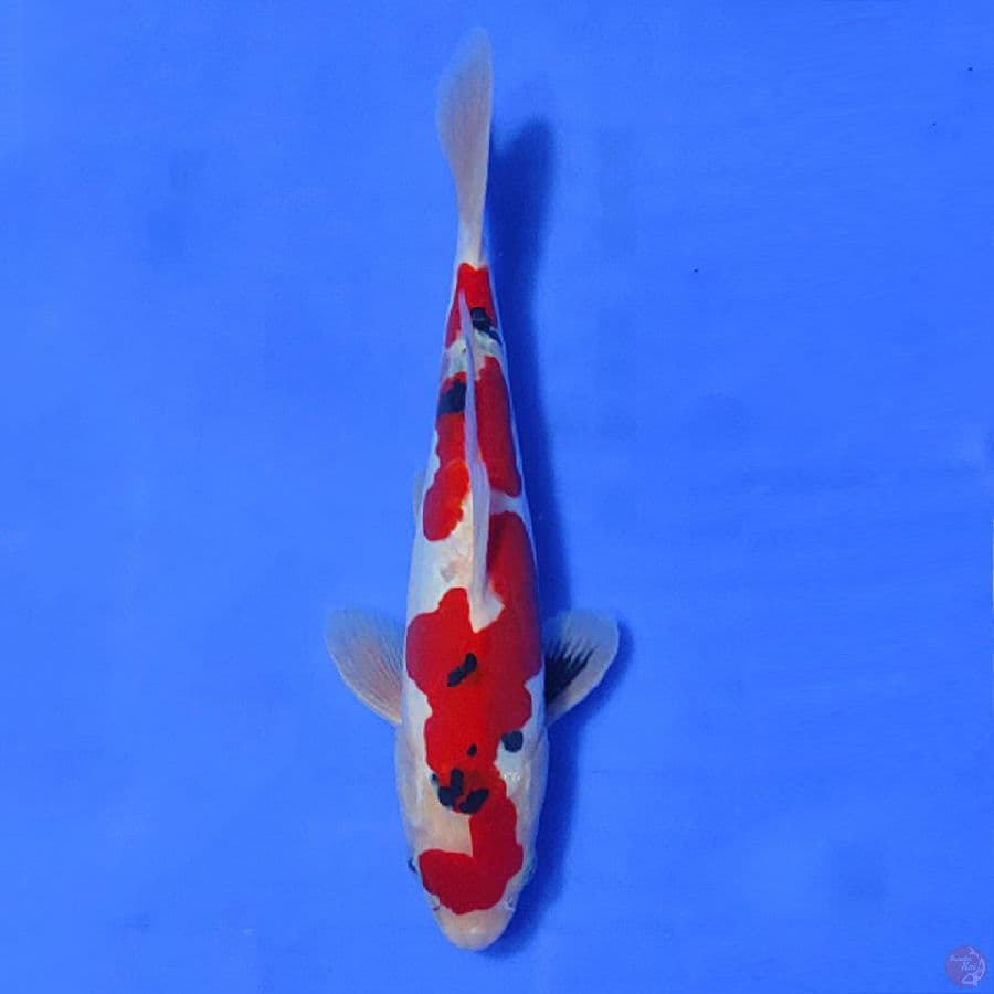 5.DOITSU RED SANKE POLA UNIK 28CM MALE
