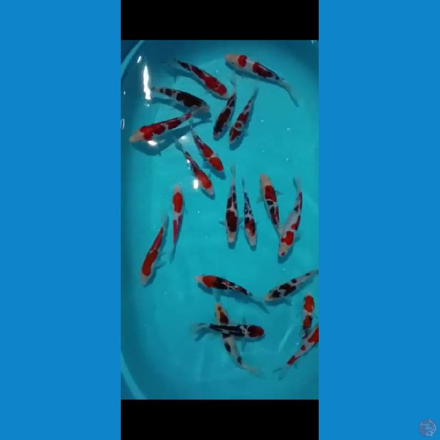 paket 20ekor. kohaku, sanke, goromo 22-23cm
