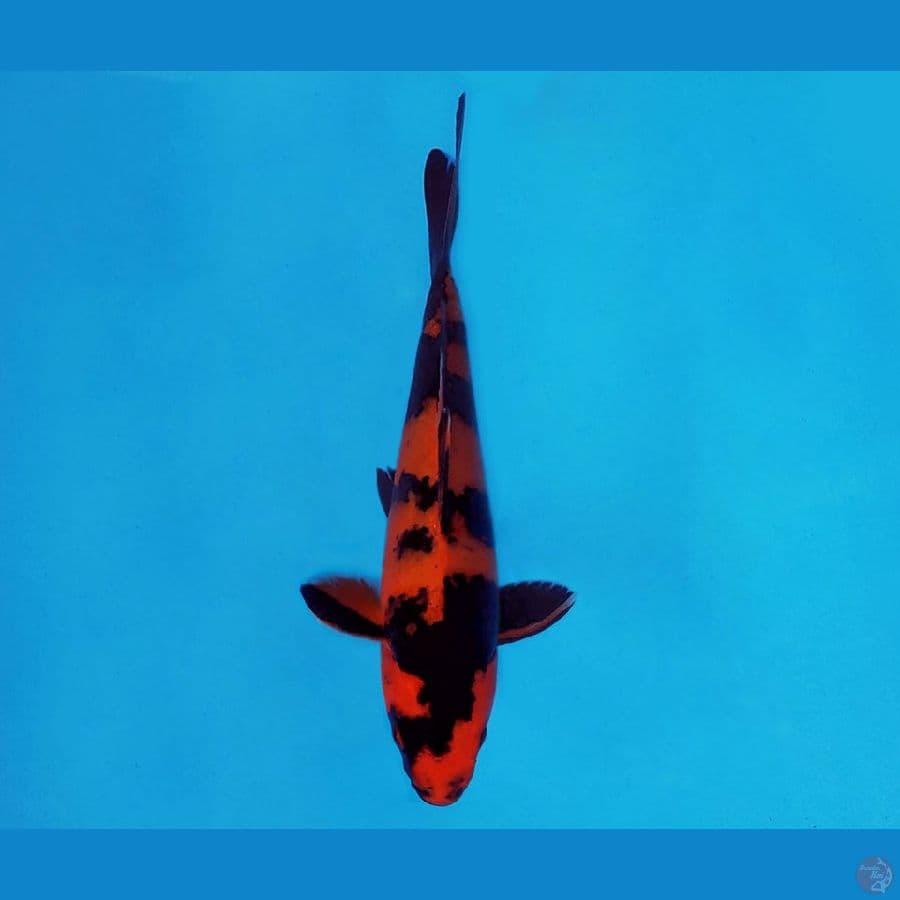 SAMOSA 4 - Hi Utsuri SPC 22 cm/fm ™