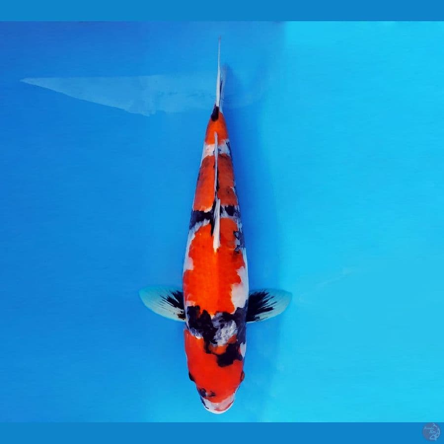 SAMOSA 6 ~ Showa Evolution 41 cm/fm ™