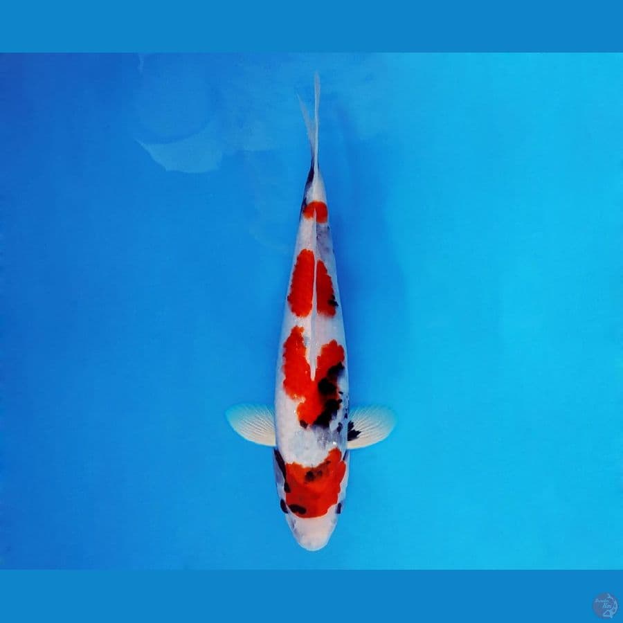 SAMOSA 9 ~ Showa Evolution 28 cm/male ™