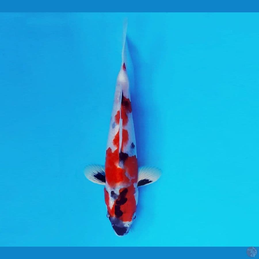 SAMOSA 10 ~ Showa Evolution 15 cm/fm ™
