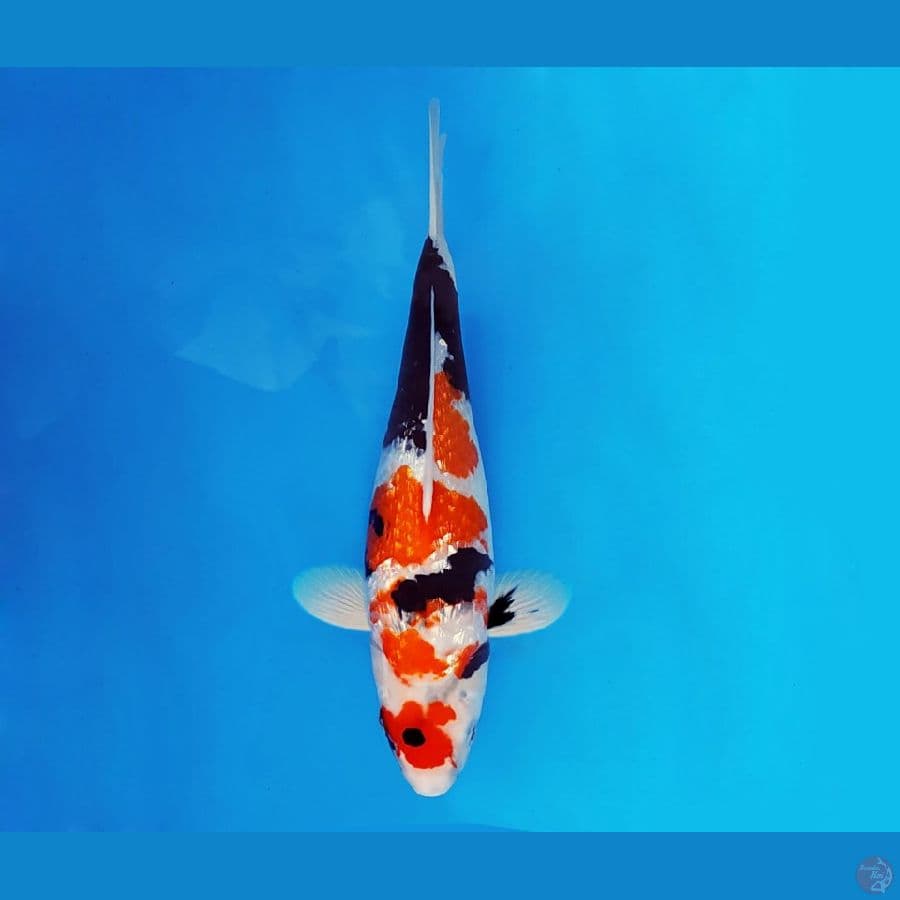 SAMOSA 11 ~ Showa Gin Rin 37 cm/fm ™