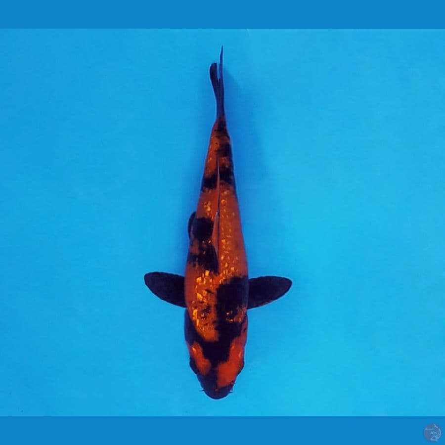 SAMOSA 12 ~ Hi Utsuri Gin Rin 13 cm/fm ™