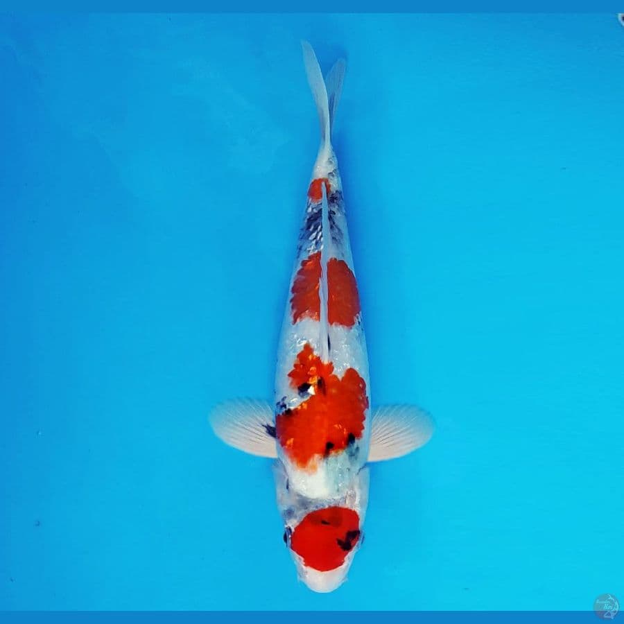 SAMOSA 13 ~ Maruten Showa Evo 27 cm/male ™