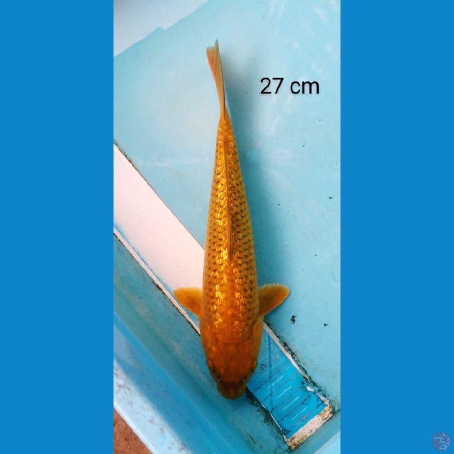 chagoi ginrin pujuk 27 cm