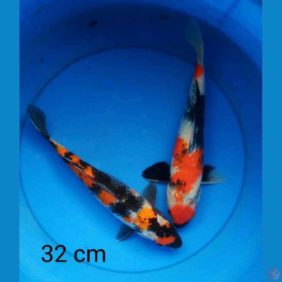 showa 32 cm