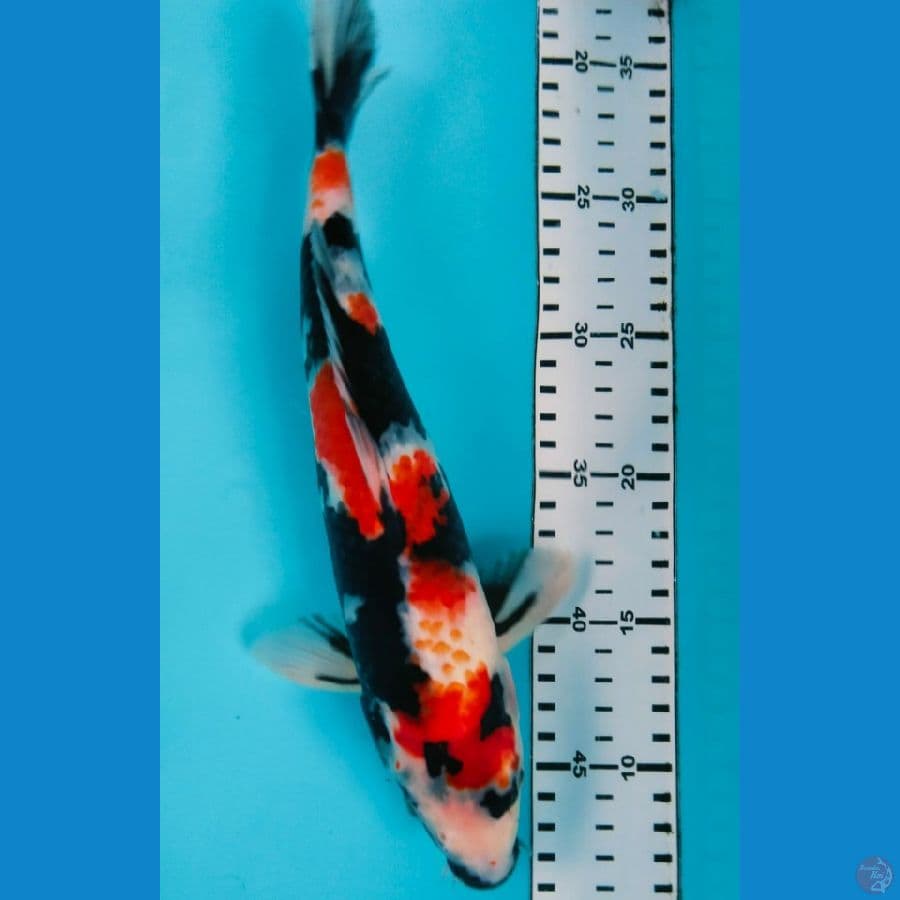 showa 30 cm