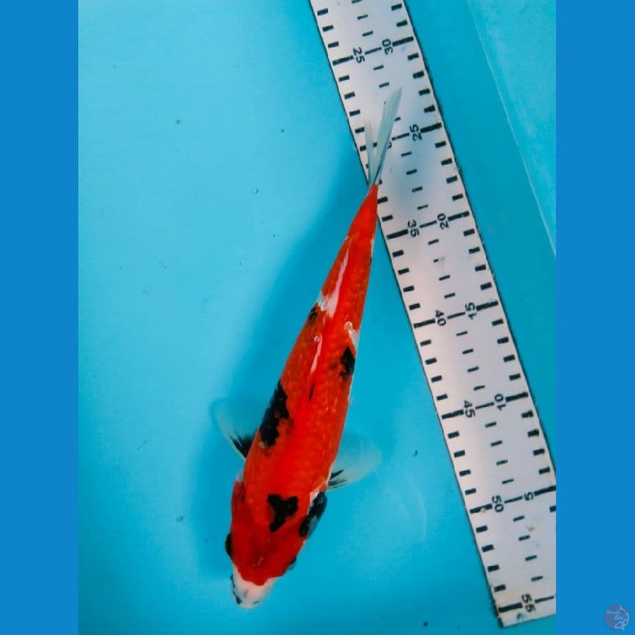 showa 26cm