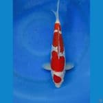 kohaku bulky punuk +-37 cm