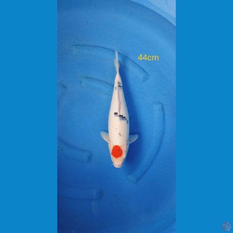 Tancho Sanke 44cm