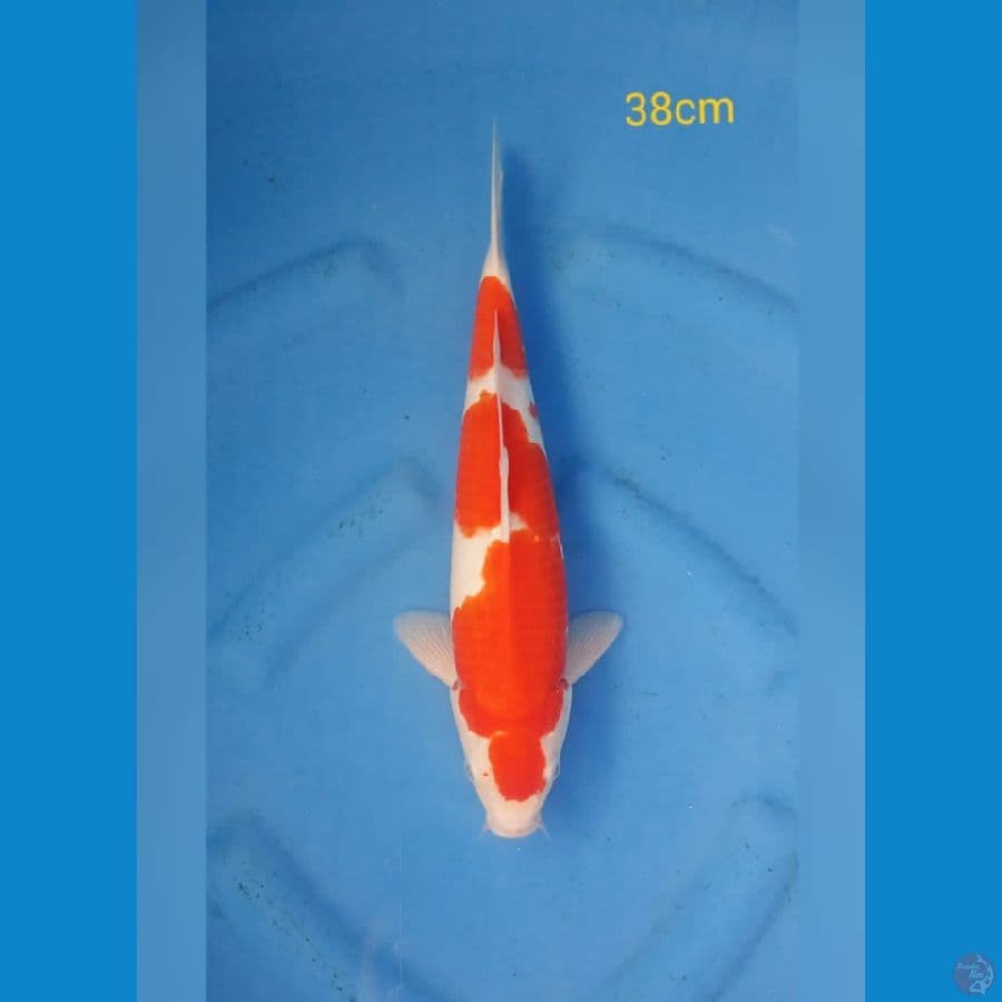 Kohaku size 38cm