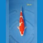 Kohaku size 38cm