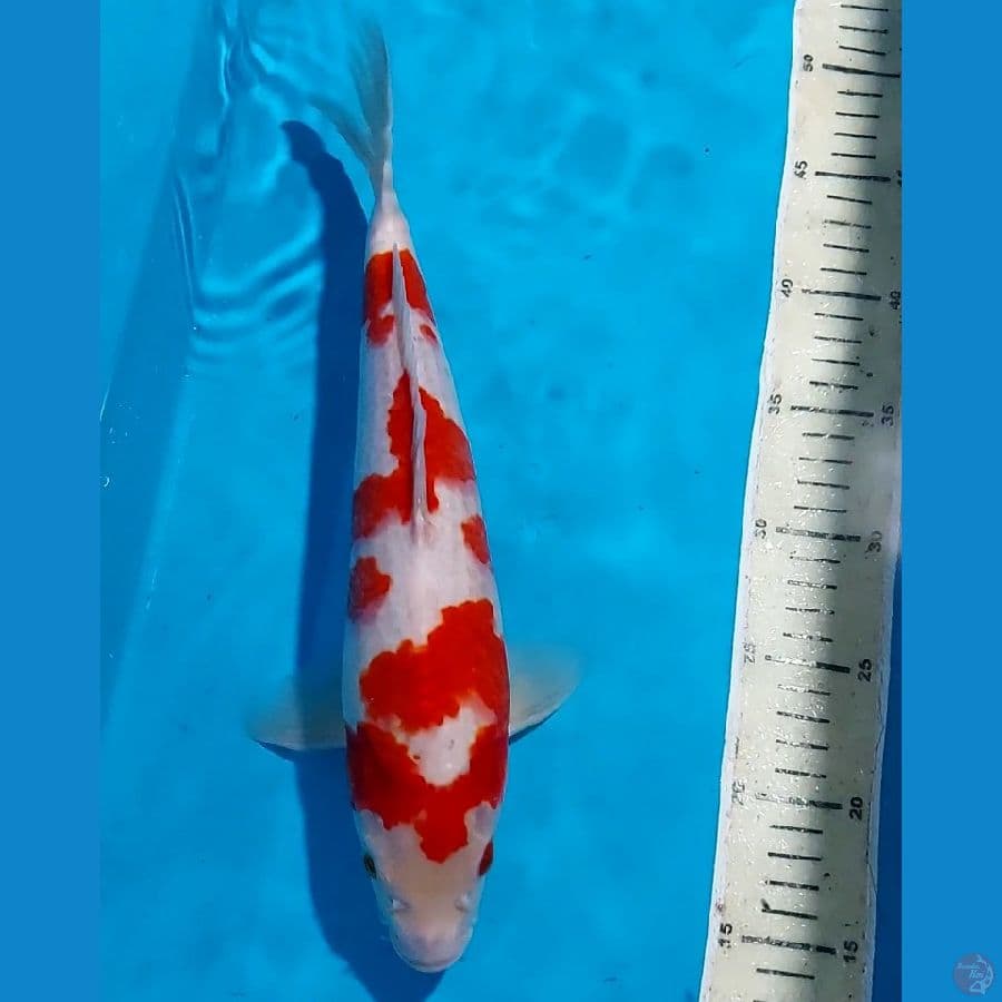 KOHAKU 34 CM