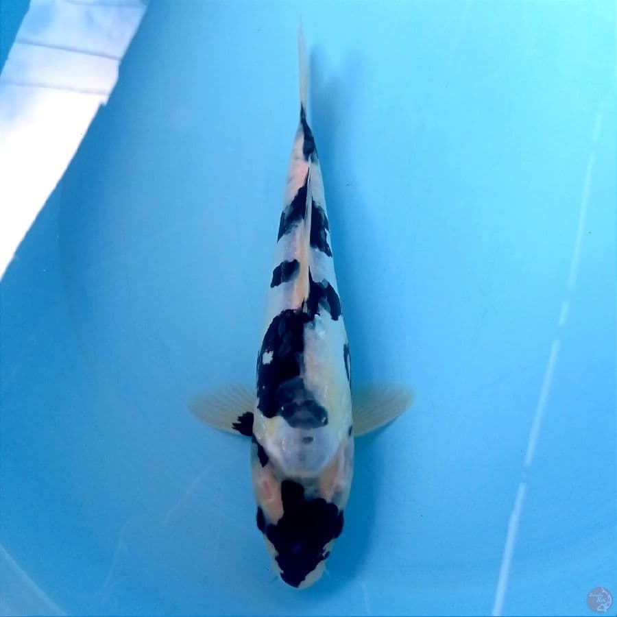 shiro doitsu, 25 cm