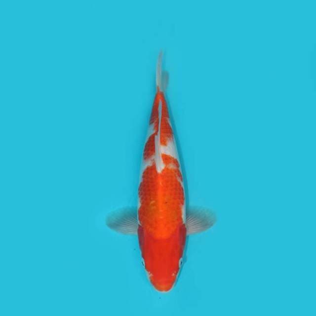 YG_KOHAKU_31 CM