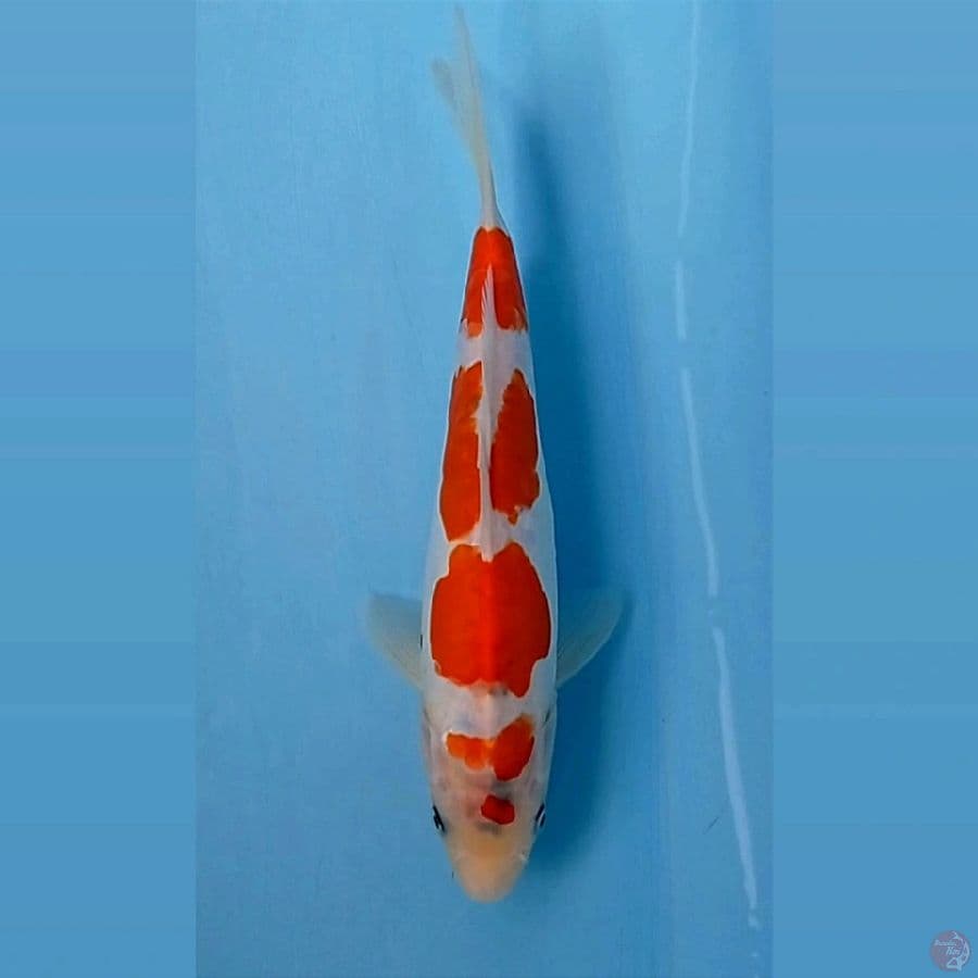 showa doitsu, tategoi, 26 cm