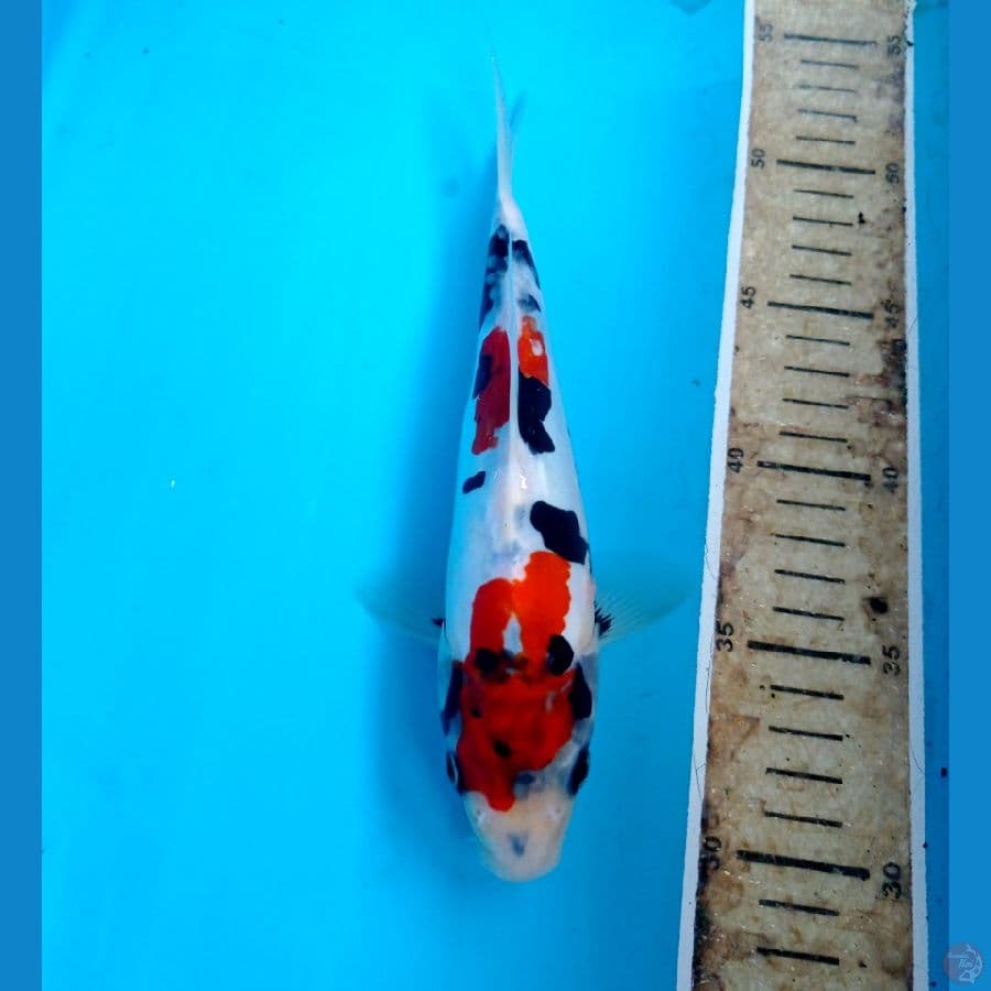 showa doit 22cm