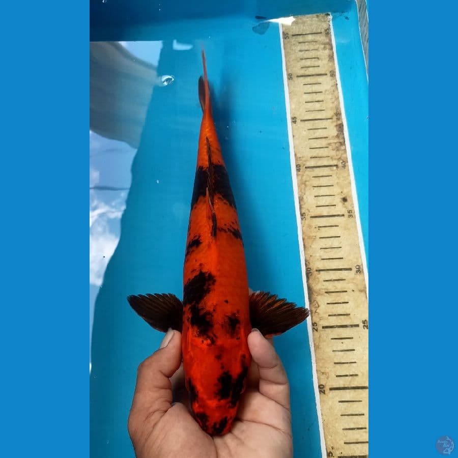 Kin utsuri 34cm male
