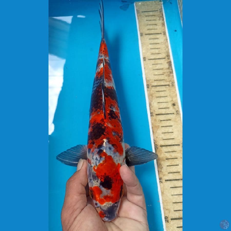 Kin showa 31cm/m