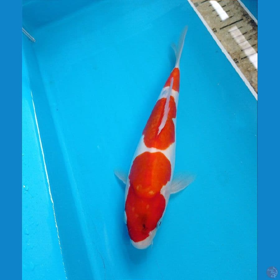 showa tategoi 22 cm