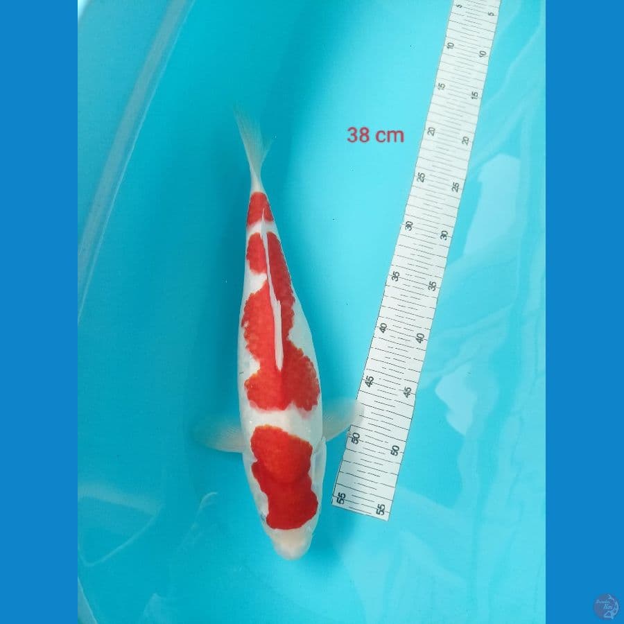 kohaku jos 38