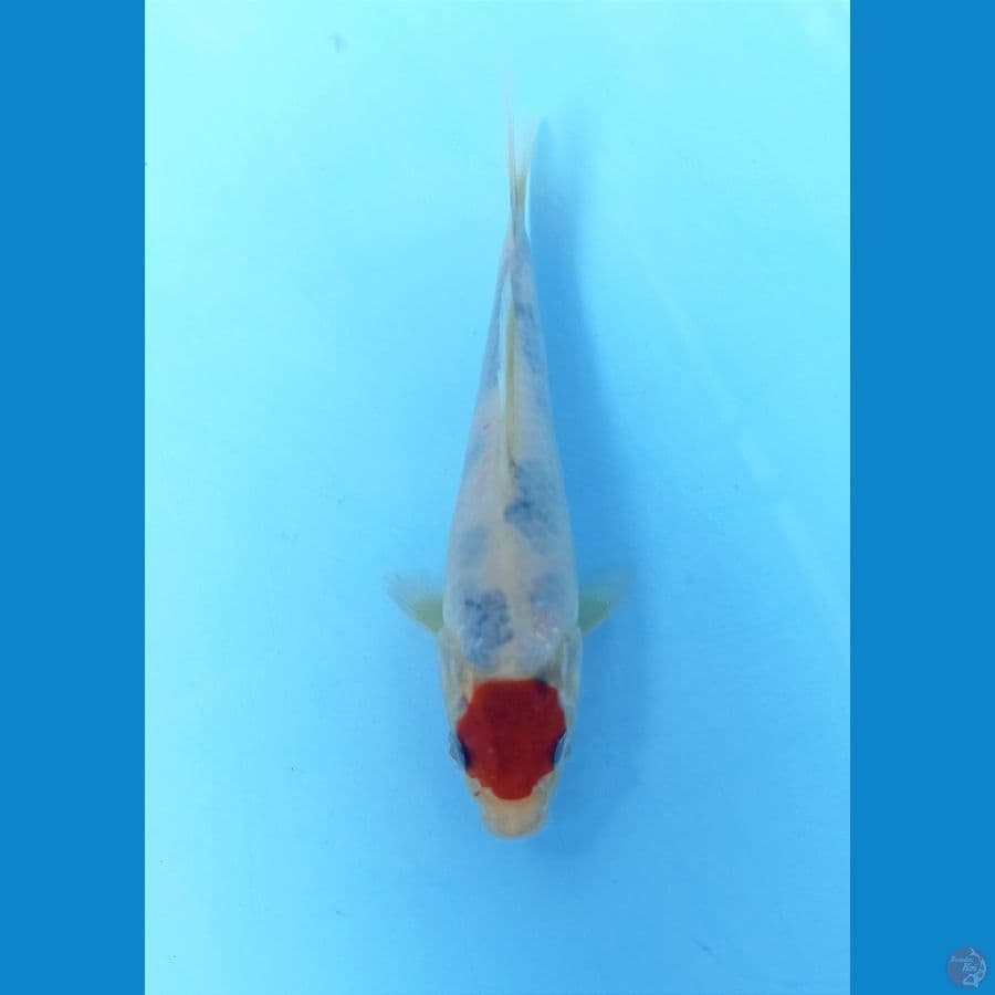 Tc showa 15cm