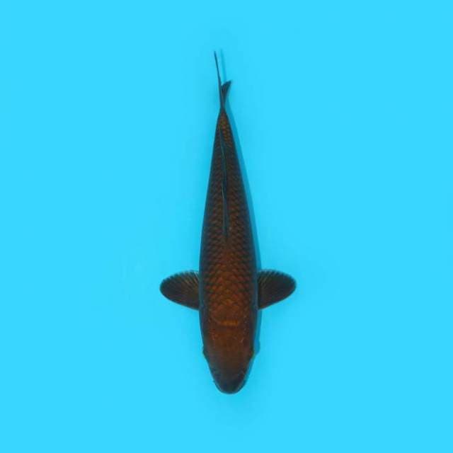 YG_CHAGOI TEMBAGA_27 CM
