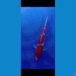 kohaku kucibeni jantan 28cm
