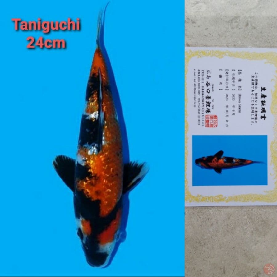 TANIGUCHI SHIWA GINRIN 24CM SERTI