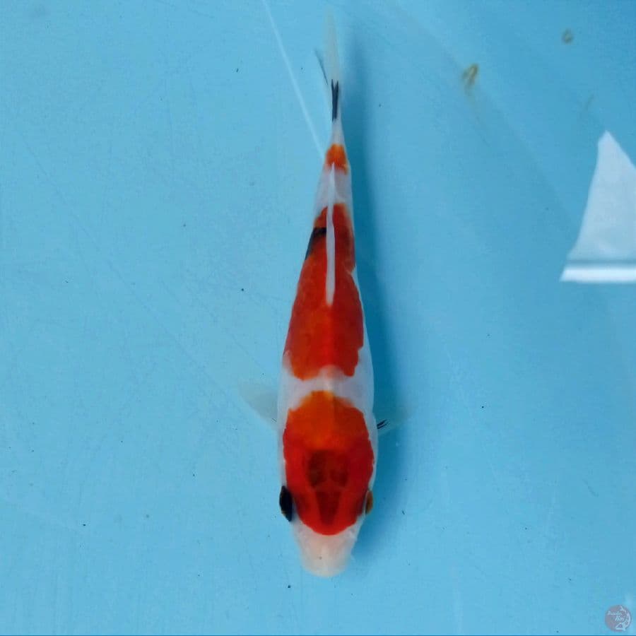 showa doitsu, 13 cm