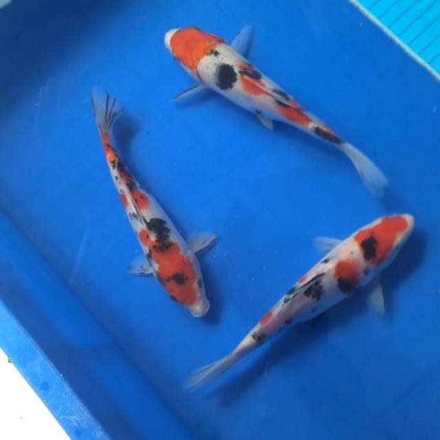 Trio sanke original