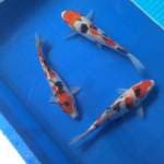 Trio sanke original