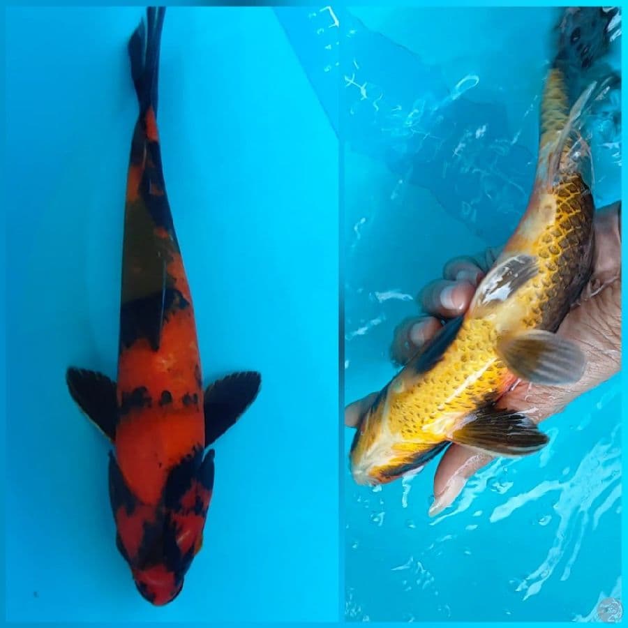 Hi utsuri 28 cm